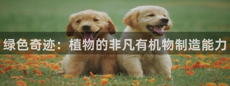 彩神这个平台是真的吗：绿色奇迹：植物的非凡有机物制造能力