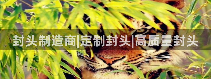 彩神vll首页企业文化：封头制造商|定制封头|高质量封头